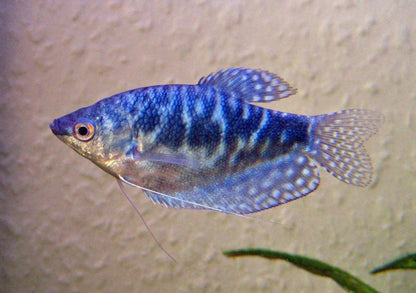 GOURAMI MIX 6cm