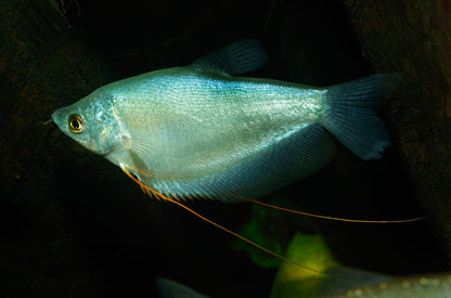 GOURAMI MIX 6cm