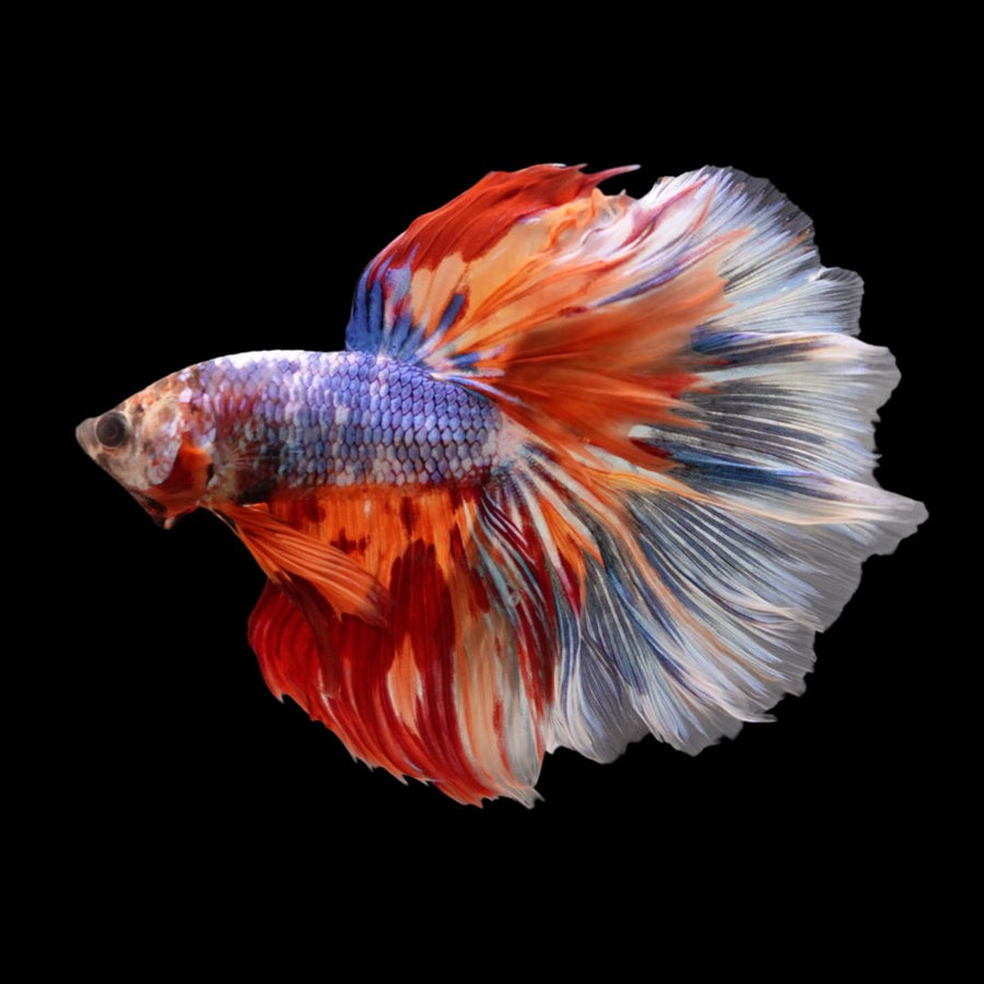 HALFMOON KOI FANCY BETTA