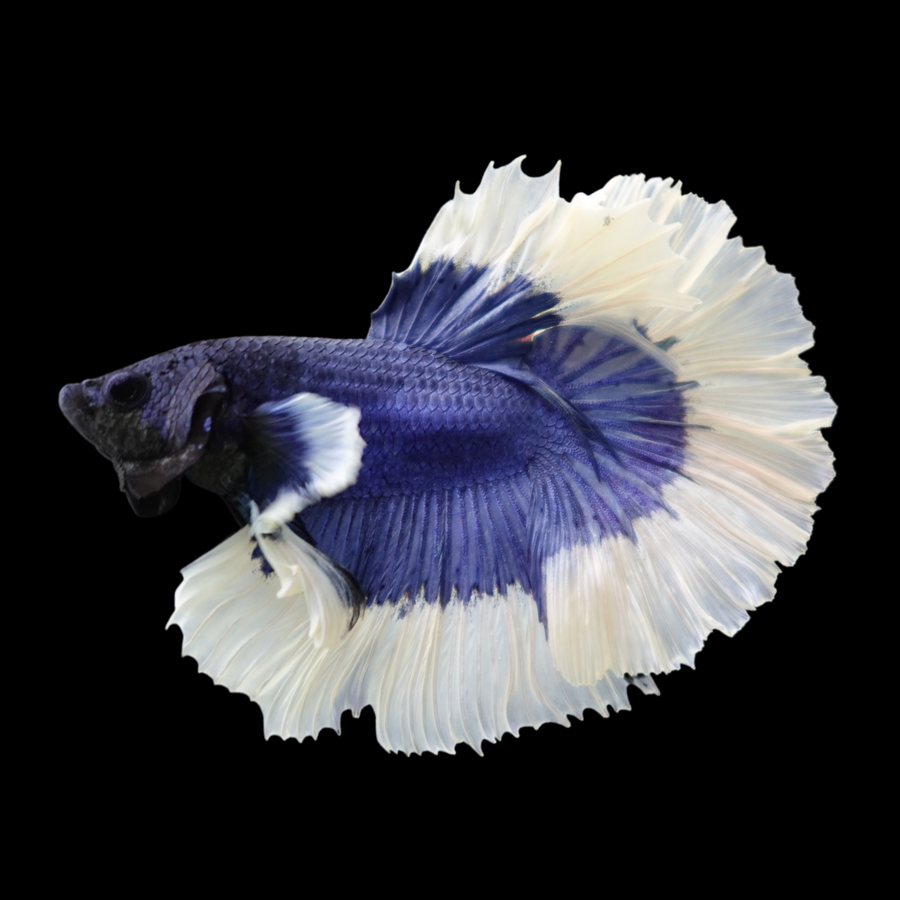 HALFMOON BUTTERFLY BLUE BETTA