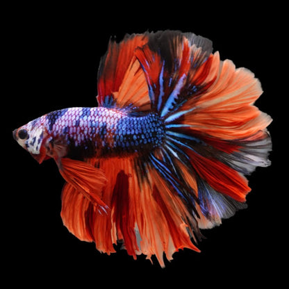 HALFMOON KOI FANCY BETTA