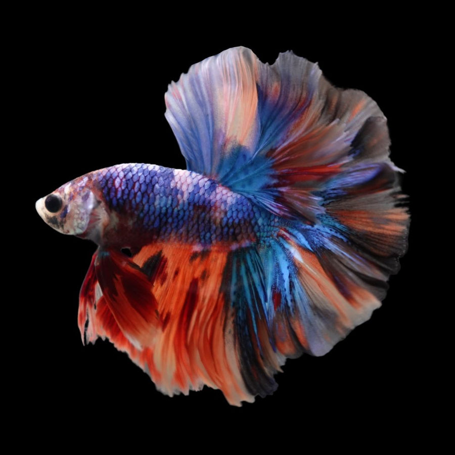 HALFMOON KOI FANCY BETTA