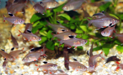 ROSY TETRA 3cm