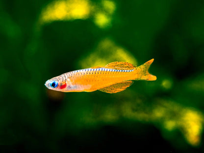 Red Neon Blue Eye Rainbow Fish 2-3cm