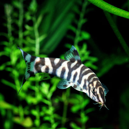 YOYO LOACH