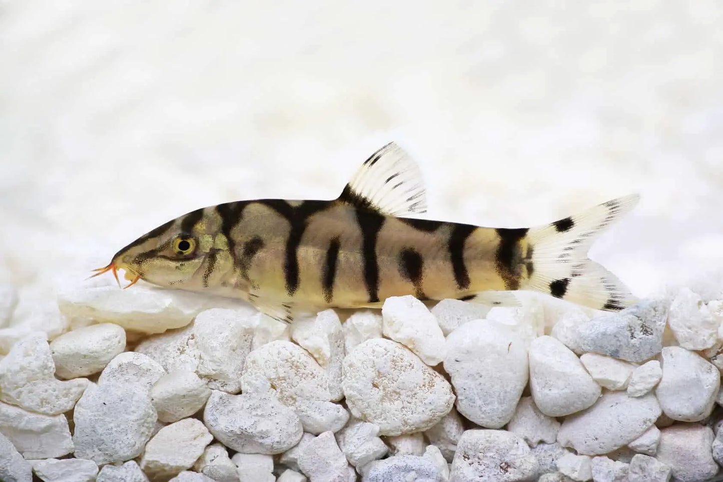 YOYO LOACH