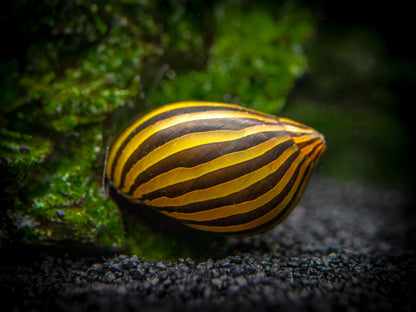 NERITE SNAIL