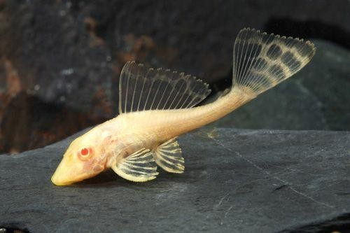 ALBINO SUCKER FISH