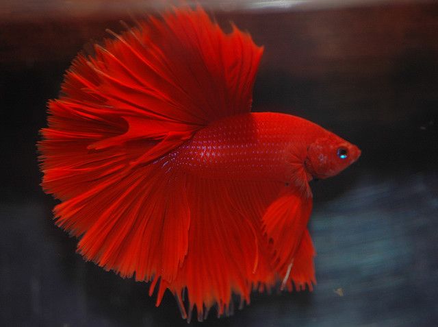 HALFMOON RED BETTA