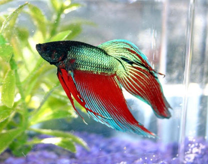 NORMAL BETTA FISH