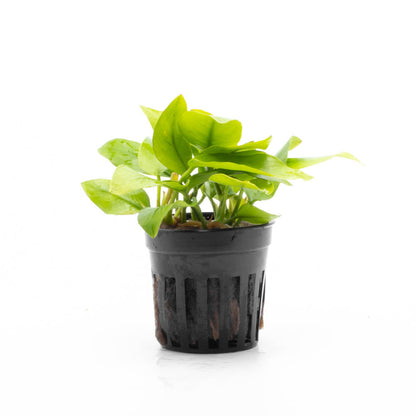 Anubias Gold Mini Pot Plant