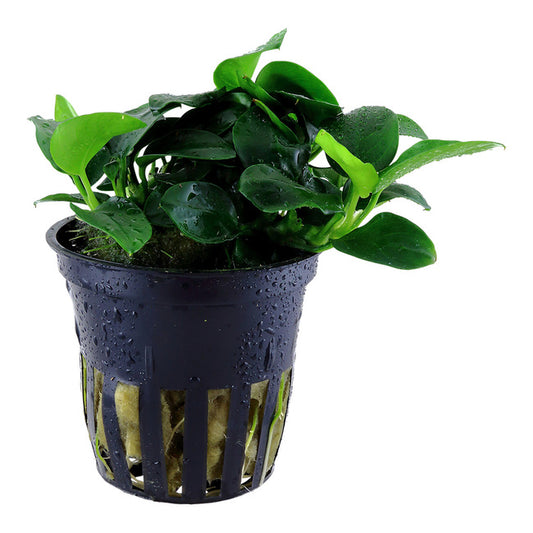 Anubias Petite Pot Plant