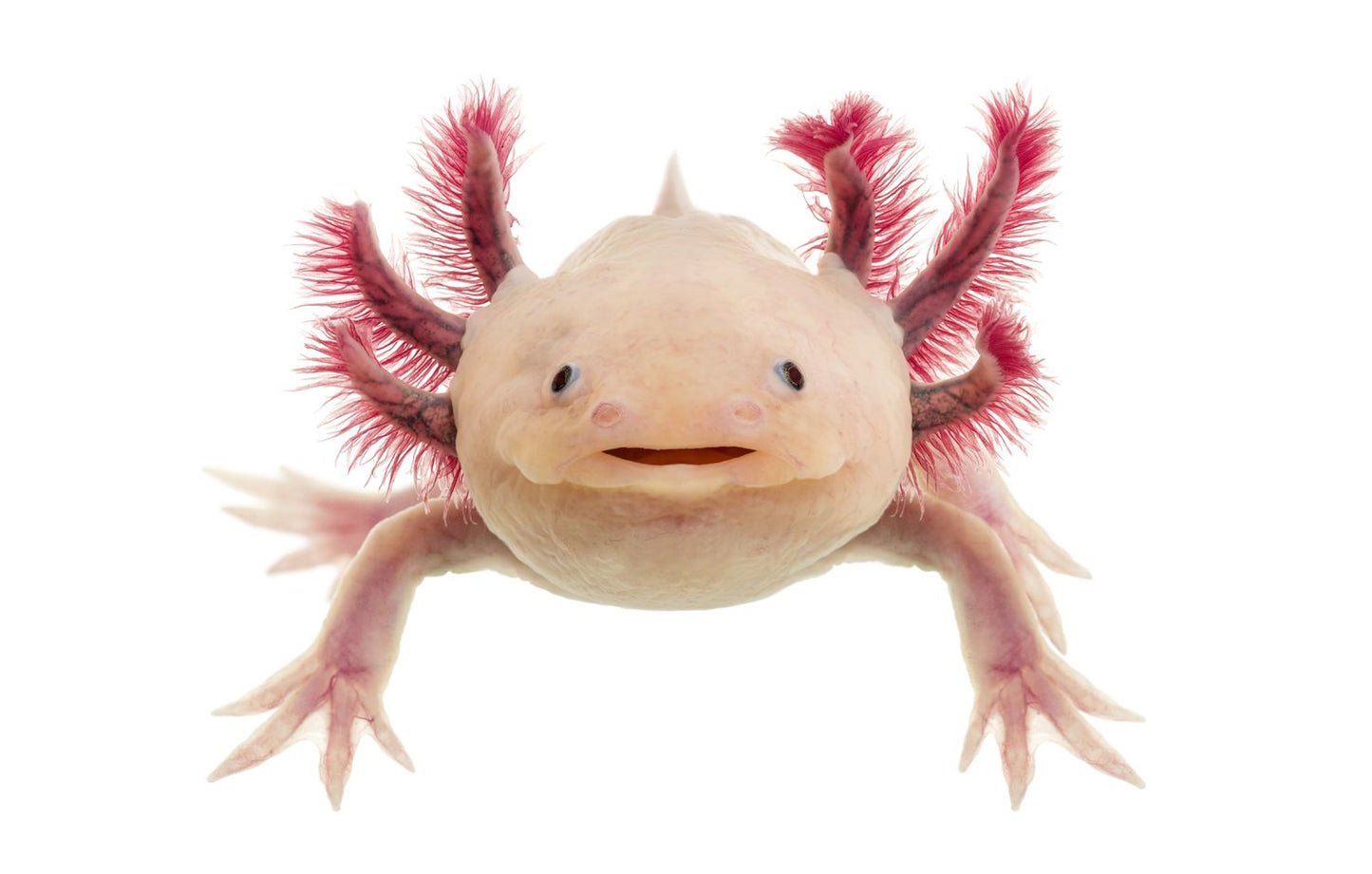 AXOLOTL