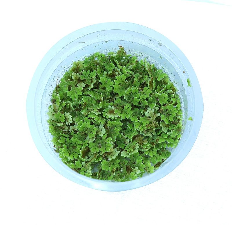 AZOLLA FLOATING PLANT IN CUP