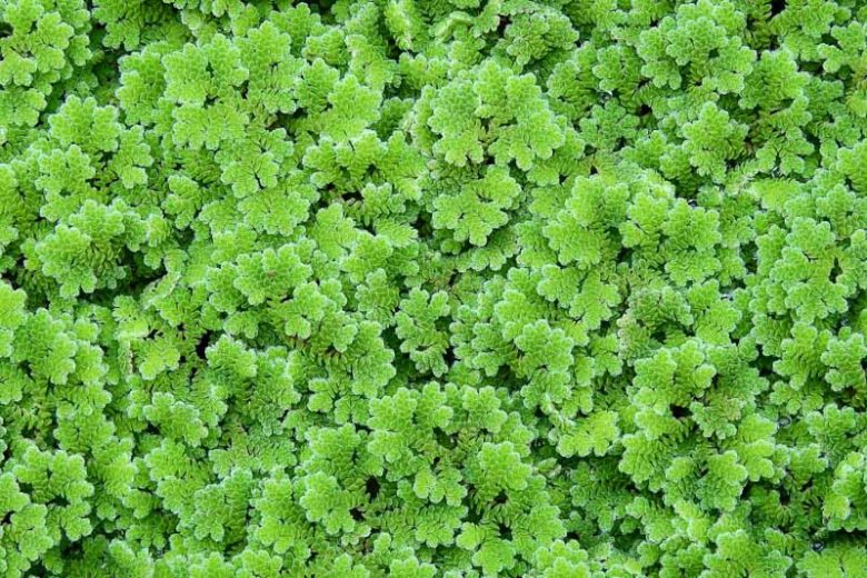 AZOLLA FLOATING PLANT IN CUP