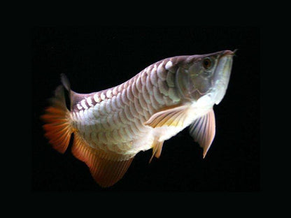 HIGH BACK GOLDEN AROWANA 16-18cm