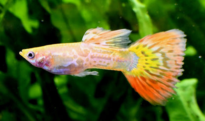 GUPPY FISH MIX MALE 3cm