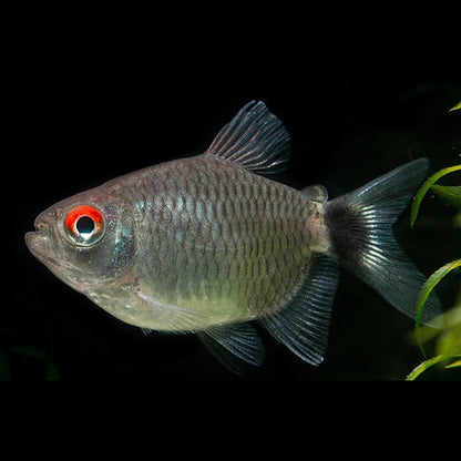 BALOON RED EYE TETRA