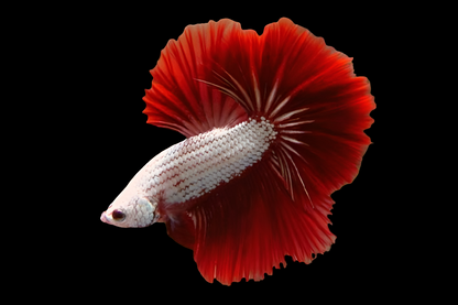 RED DRAGON BETTA