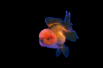 ORANDA Fish mix 8cm