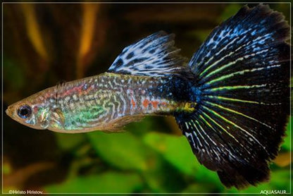 GUPPY FISH MIX MALE 3cm