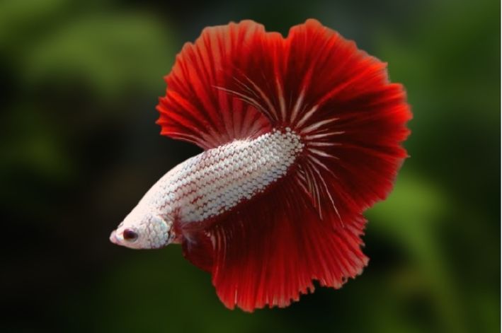 RED DRAGON BETTA