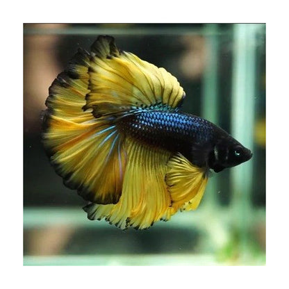 HALFMOON MUSTARD BETTA