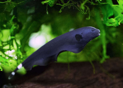 BLACK GHOST KNIFE FISH 5-7cm