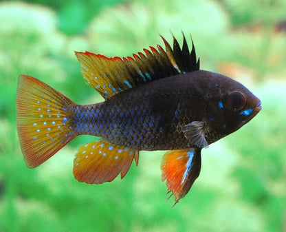 RAMIREZI FISH