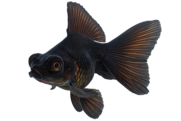 BLACK MOOR FISH