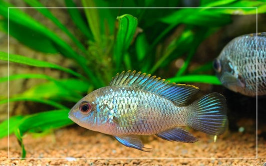 ELECTRIC BLUE ACARA FISH