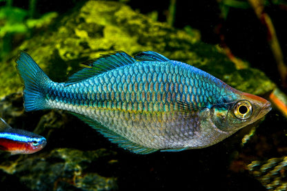 LAKE KUTUBU RAINBOW FISH