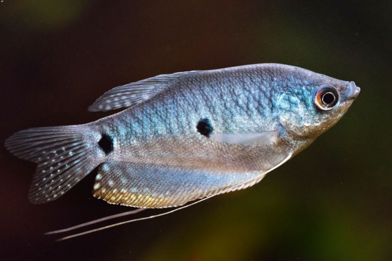 GOURAMI MIX 6cm