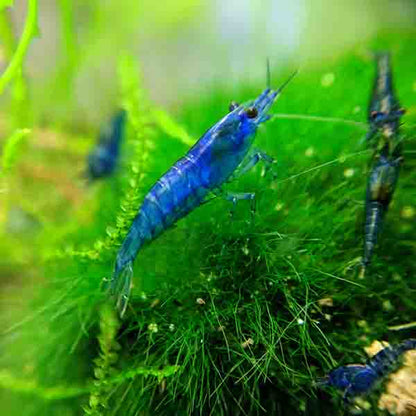 CHERRY BLUE SHRIMPS 1.5cm