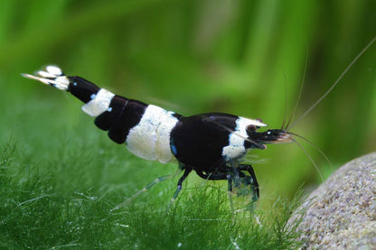 CRYSTAL SHRIMPS 1.5cm