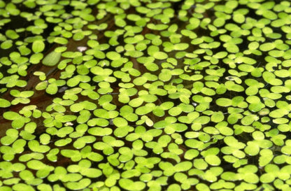 Duckweed Floating Plant