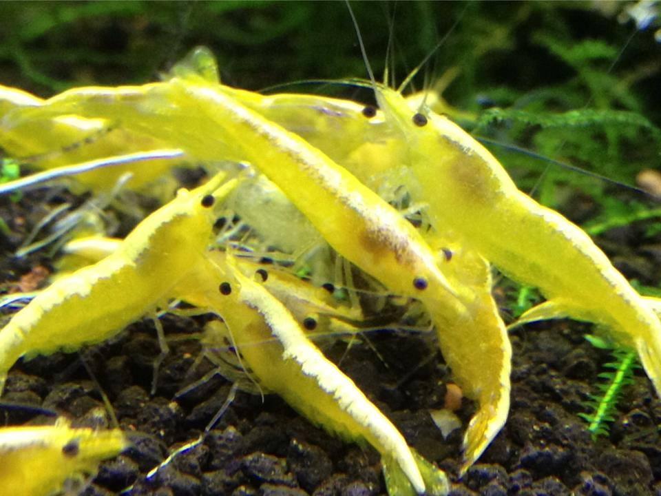 YELLOW GOLDLINE SHRIMPS 1.5cm