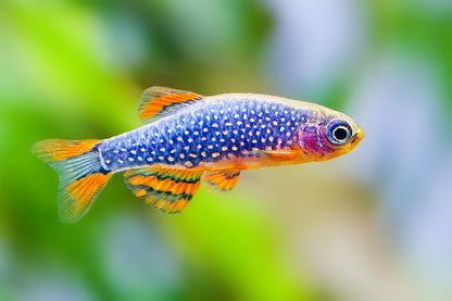 Galaxy Rasbora 1.5cm