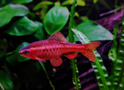 Cherry Barb 2-3cm