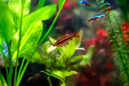 Cherry Barb 2-3cm