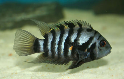 CONVICT CICHLID 5.5cm