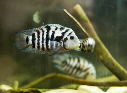 CONVICT CICHLID 5.5cm