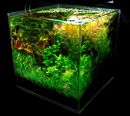 CRYSTAL CUBE TANK'S