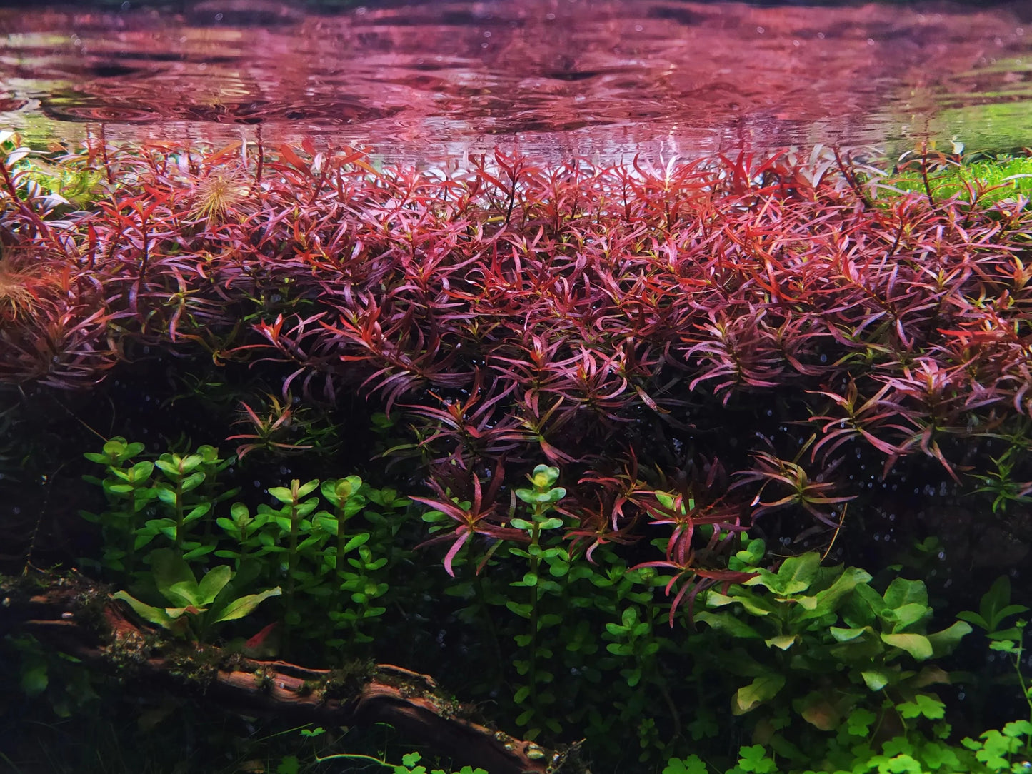 Ludwigia Aracuata Pot Plant