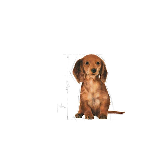 ROYAL CANIN DACHSHUND PUPPY 1.5KG