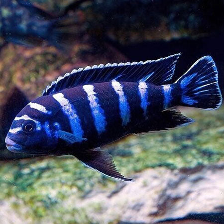 DEMASONI CICHLIDS 5-6cm