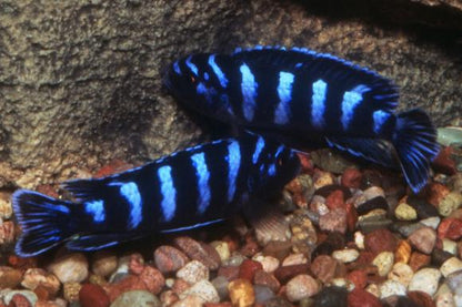 DEMASONI CICHLIDS 5-6cm