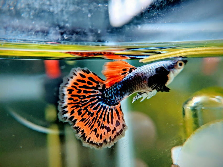 BIG EAR GUPPY MALE 3cm