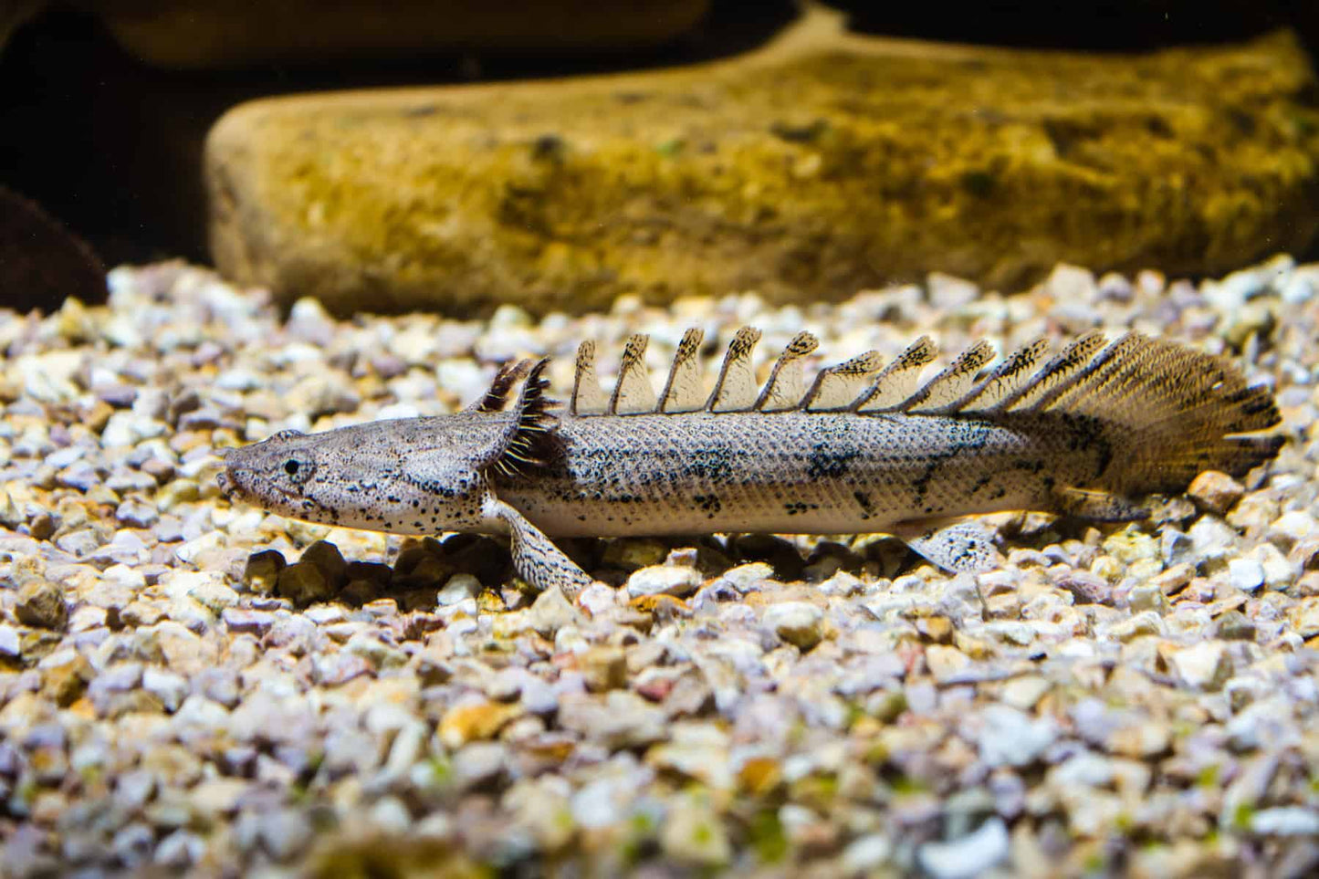 TIGER BICHIR 15-18cm