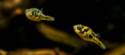 Dwarf Puffer